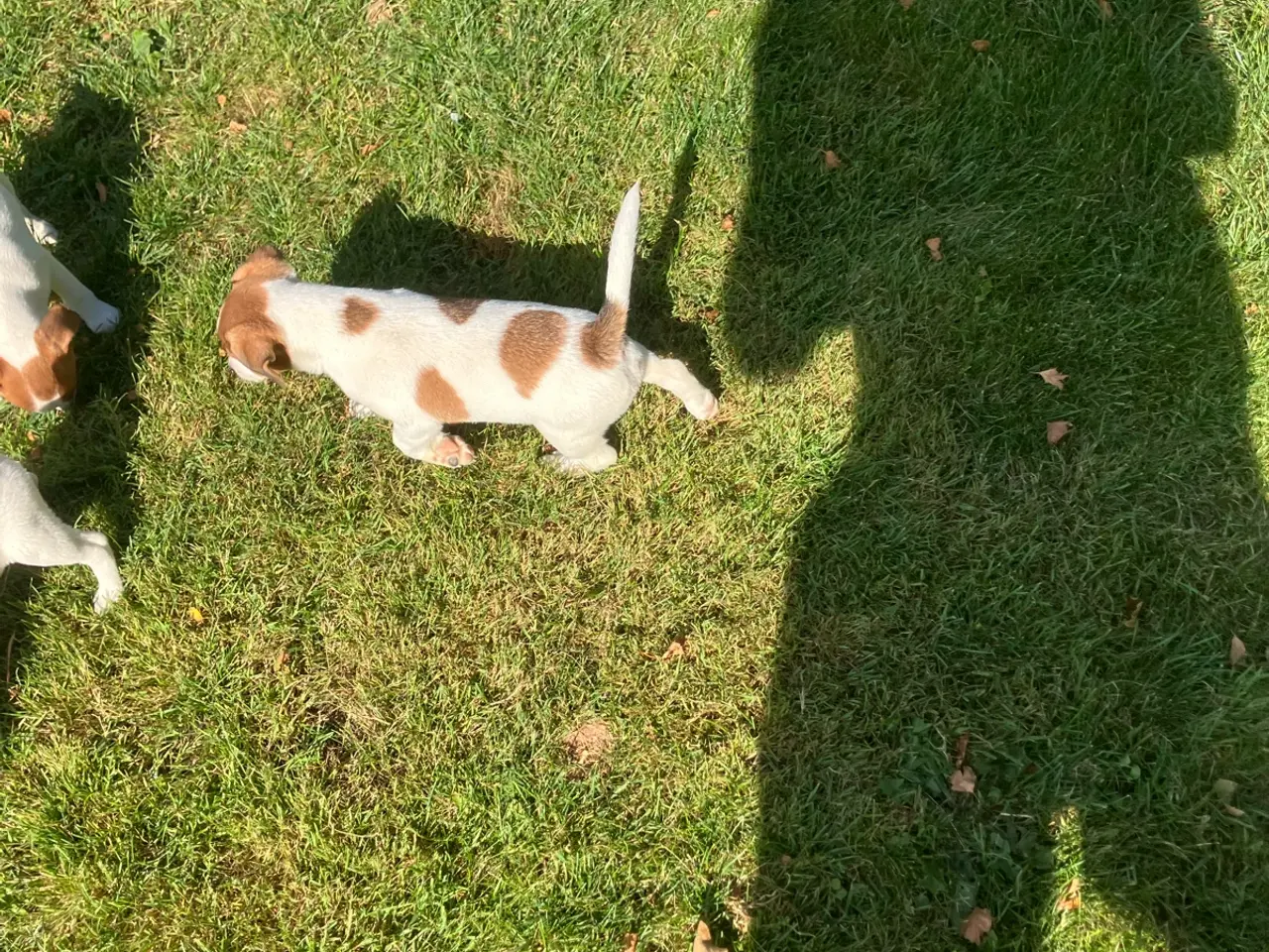 Billede 15 - Jack Russel hvalpe