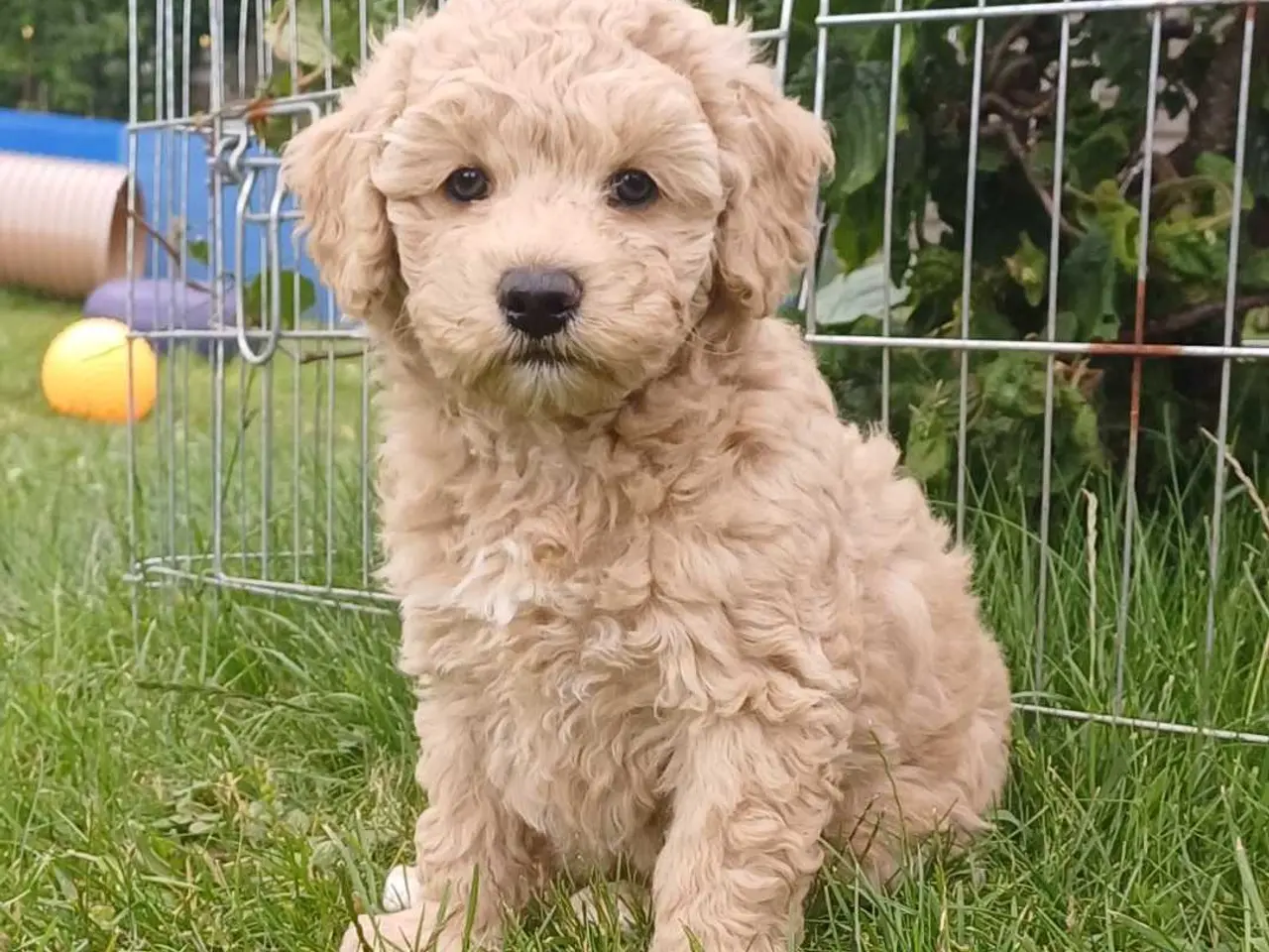 Billede 4 - Doodle / cockapoo hvalpe