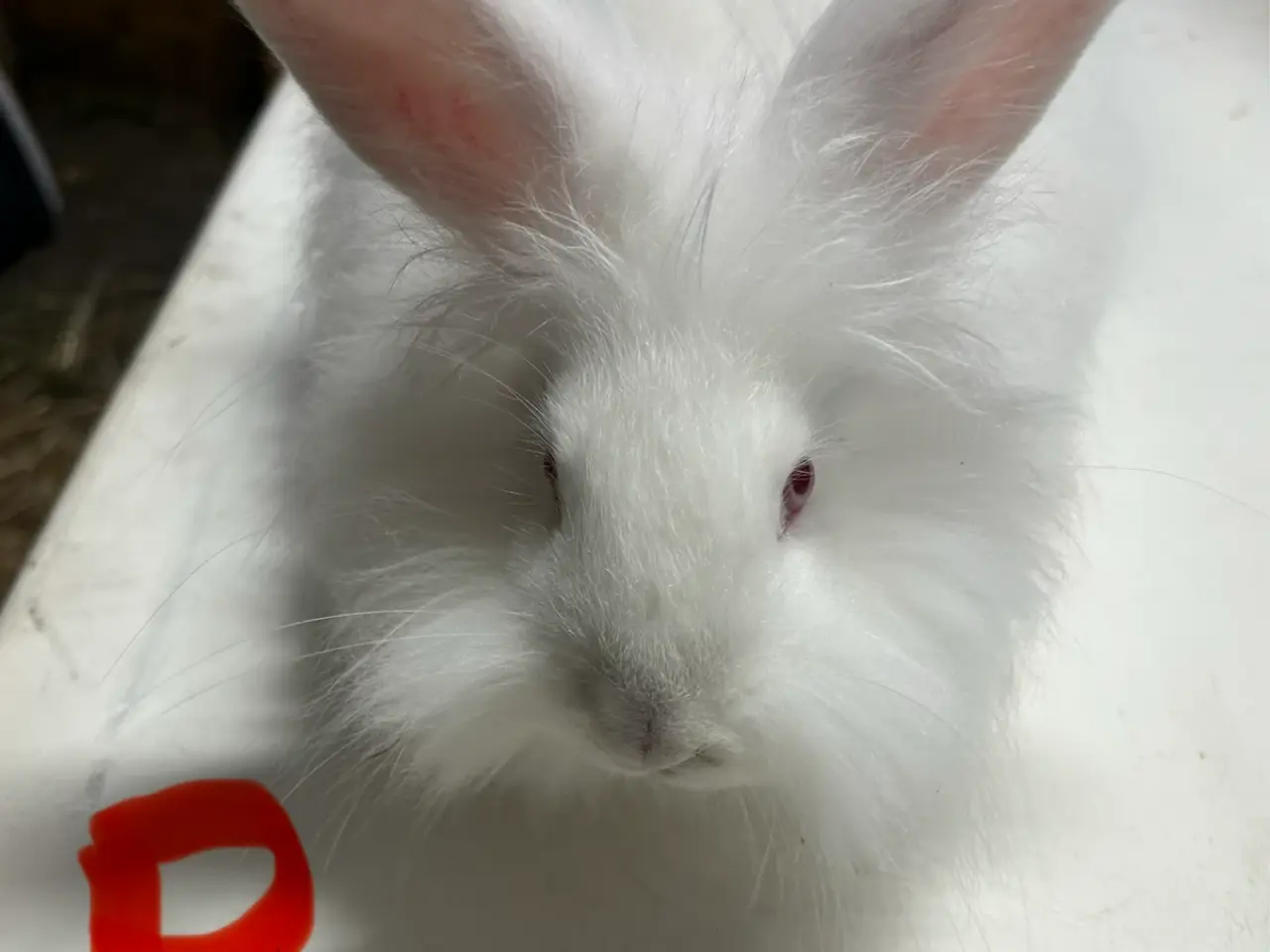 Billede 3 - Angora kanin unger
