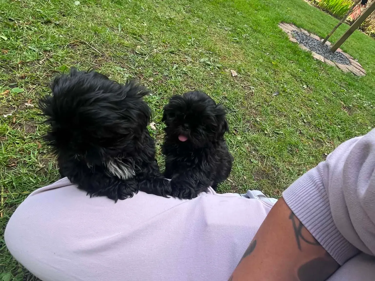 Billede 3 - Shih Tzu Hvalpe flotte sorte
