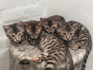 Fine Bengal killinger klar til afrejse