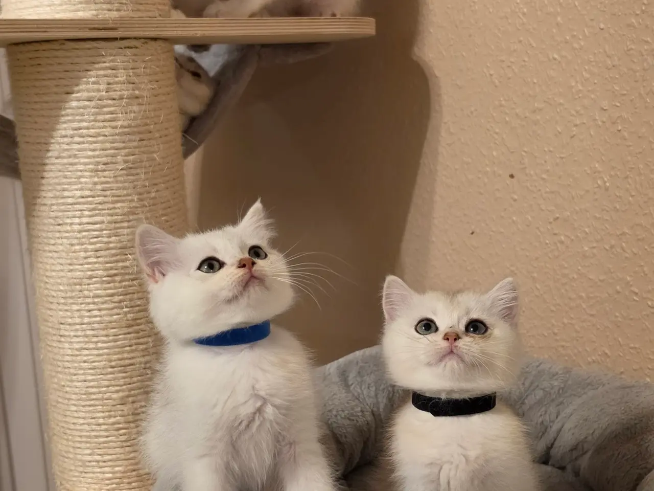 Billede 14 - 🐾❤️ Skønne killinger søger kærlige hjem ❤️🐾
