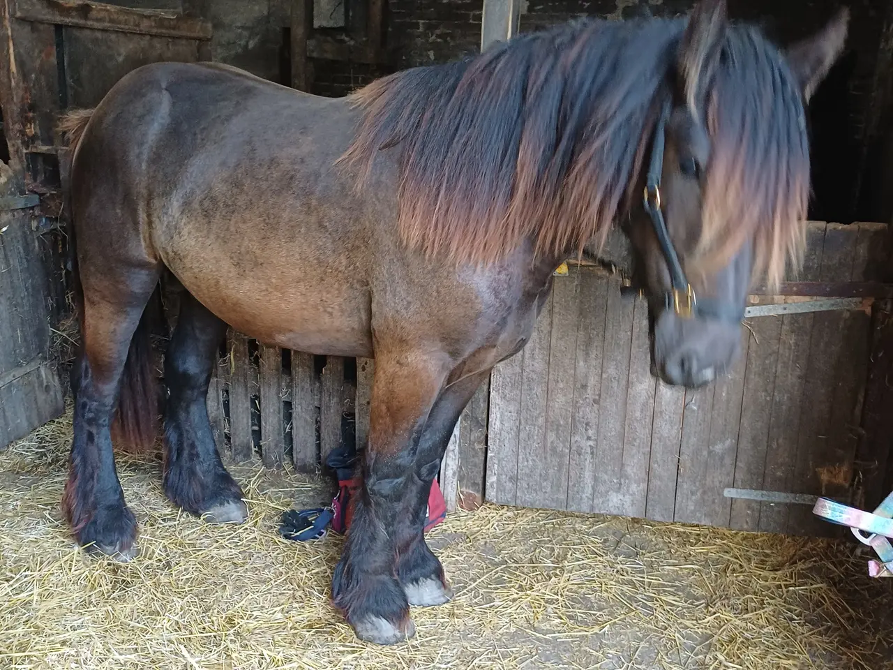 Billede 15 - 2årig Jyskhest hingst sælges