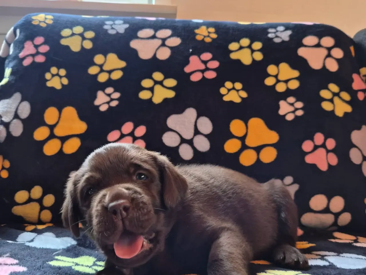 Billede 10 - Skønne gammeldags Labrador hvalpe.