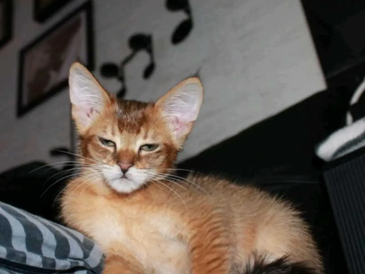 Billede 3 - Charmende Chausie-kilinger