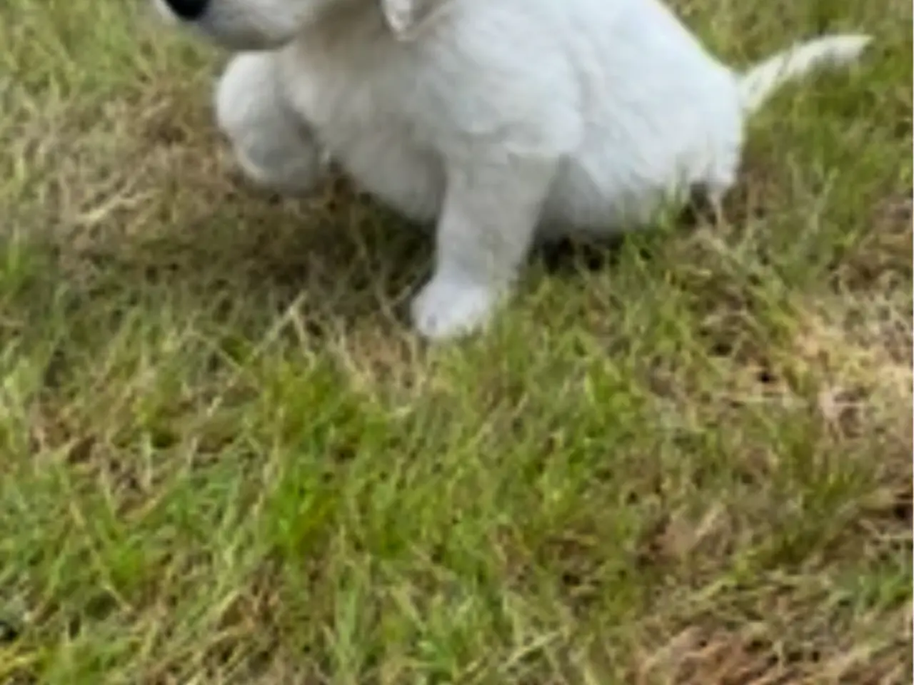 Billede 6 - Smukke Golden Doodle hvalpe