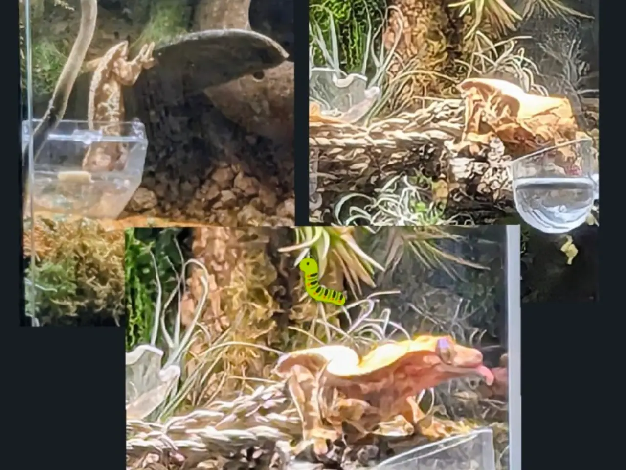 Billede 16 - Kronegekko par. 🦎🦎