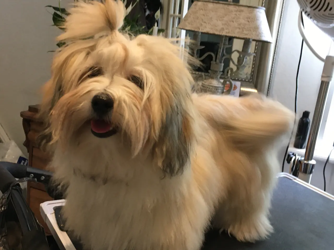 Billede 7 - 💞SKØNNE BICHON HAVANAIS HVALPE💞