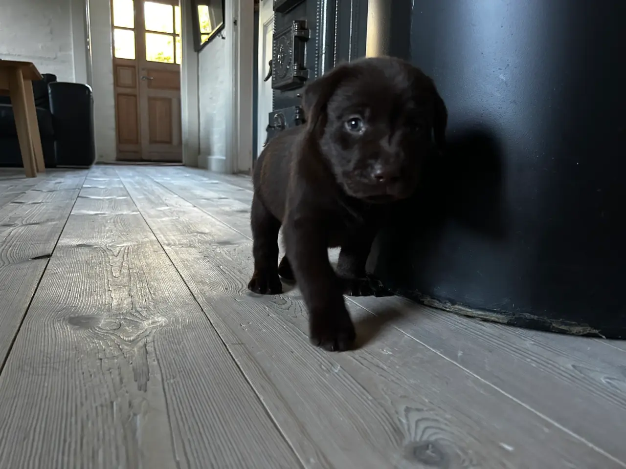 Billede 6 - Brune han labrador hvalpe