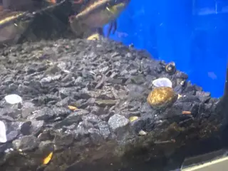 Kribensis