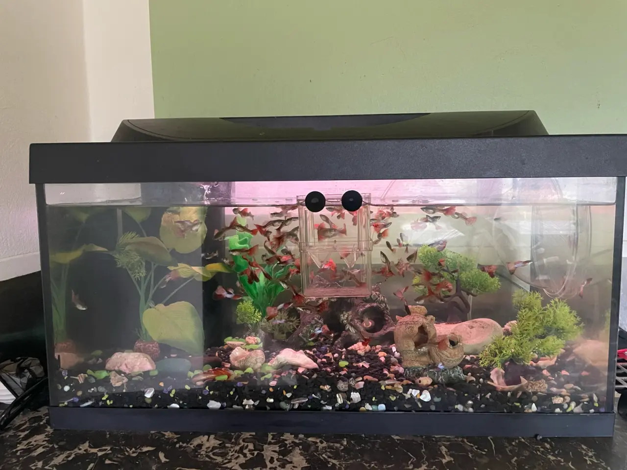 Billede 2 - Komplet 60l akvarium med guppyer
