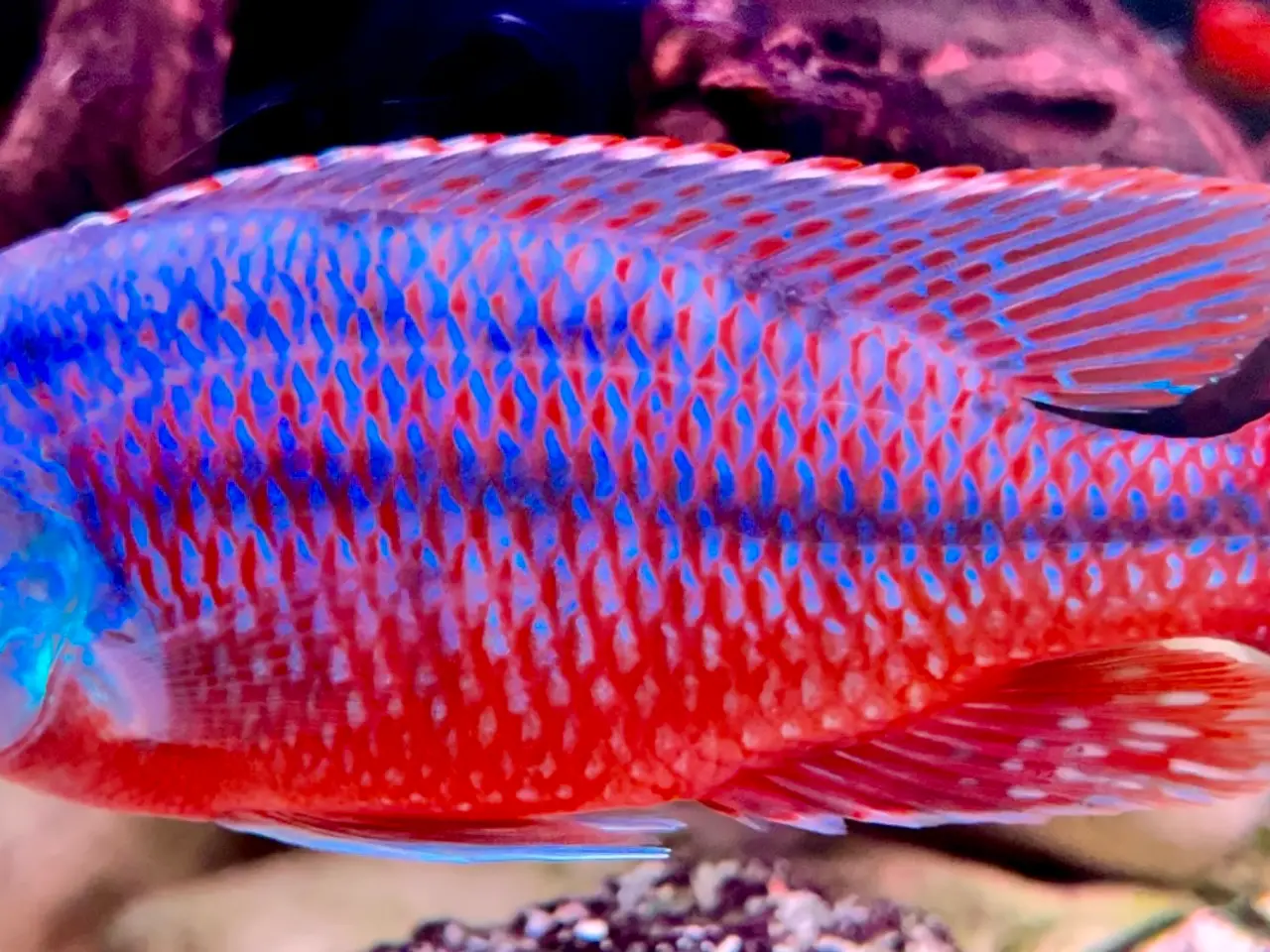 Billede 2 - Red Empress F2 utrolig smukke malawi cichlider