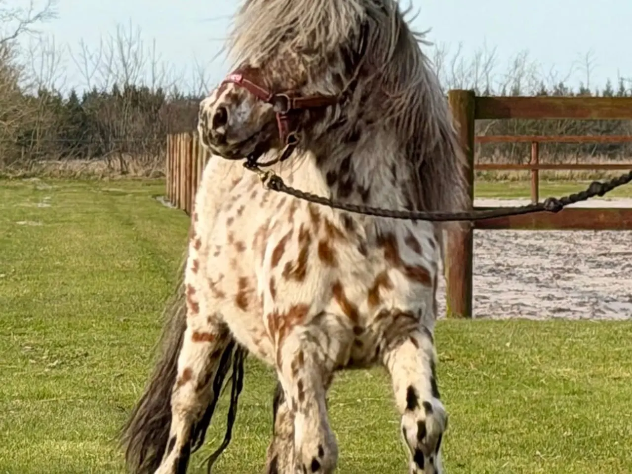Billede 1 - Lille Knabstrupper Hingst