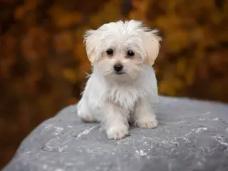 Søger lille hund