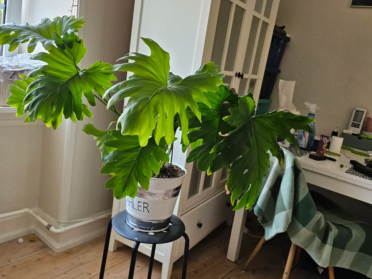 Billede 2 - Flot Stueplante