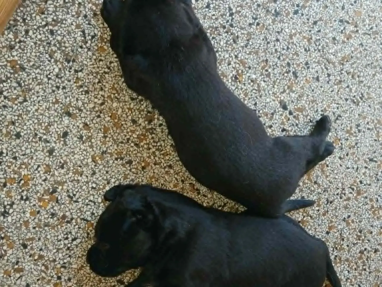 Billede 9 - Hvalpe Labrador Retriever
