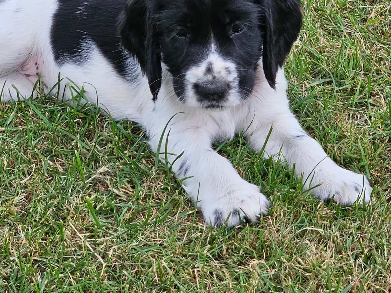 Billede 4 - Springer spaniel 8 uger