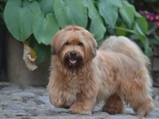 Avlstjeneste / Bichon Havanais