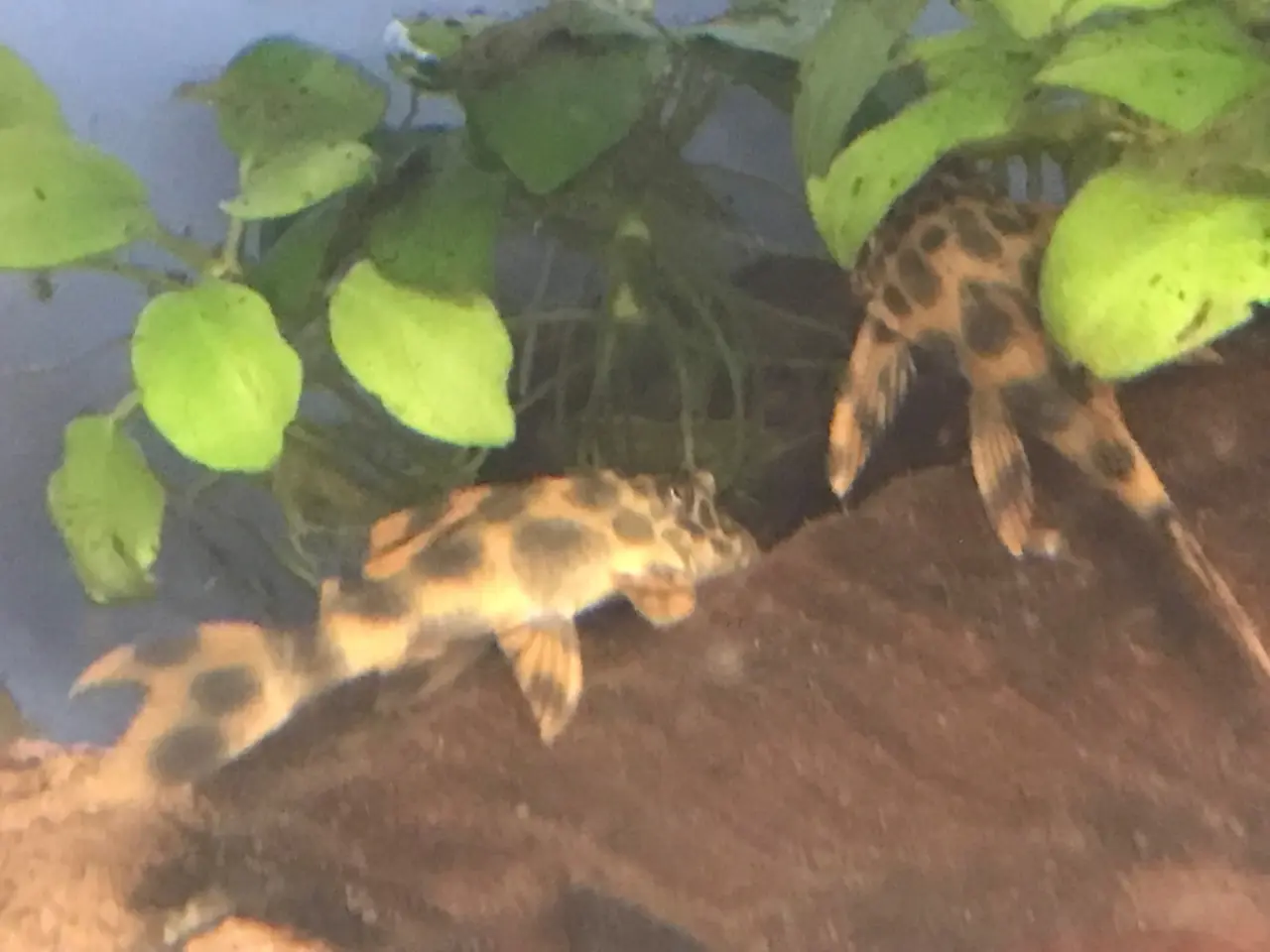 Billede 5 - Peckoltia sabaji L075