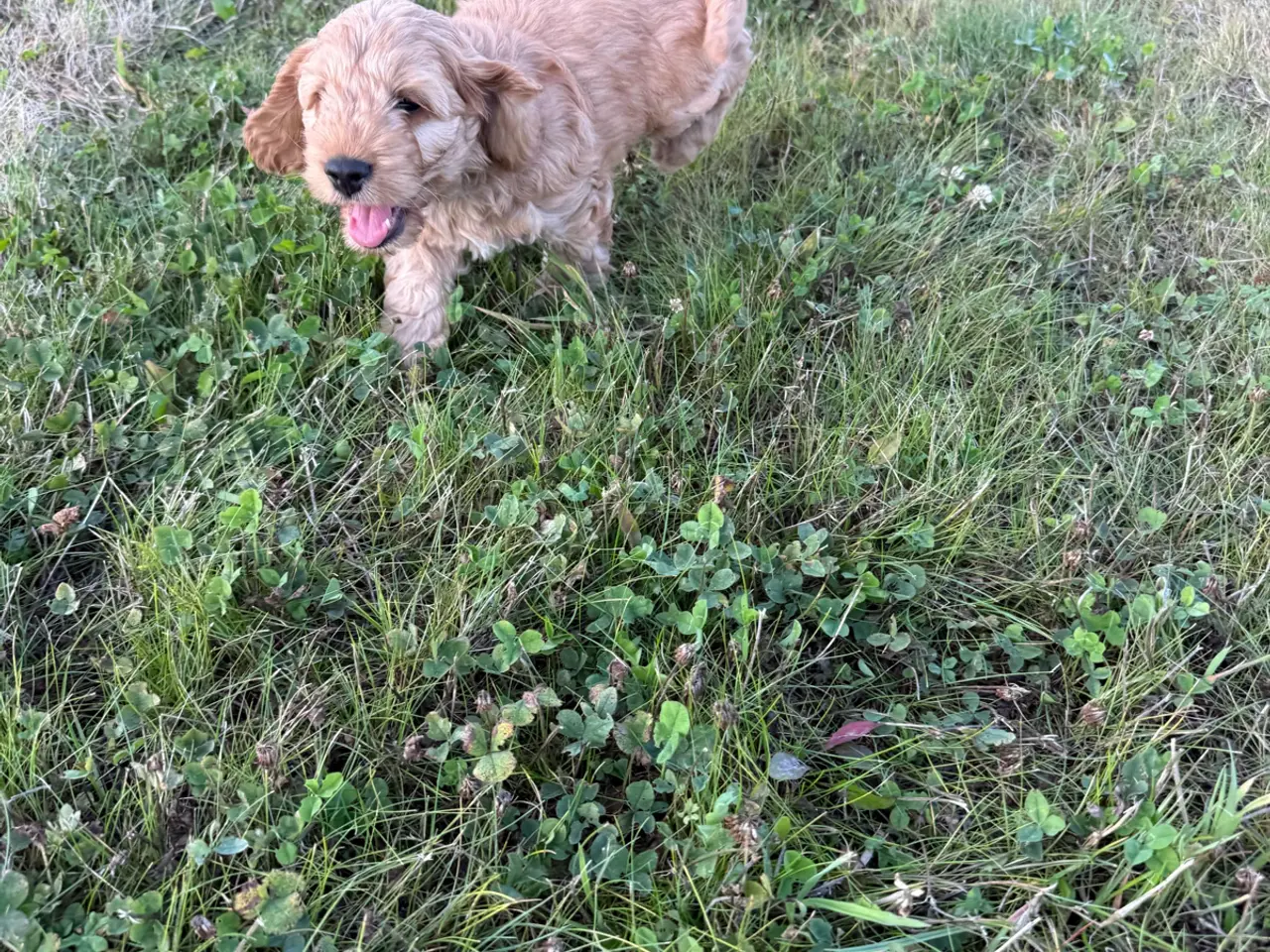 Billede 14 - 🐶❤️ 4 SKØNNE COCKERPOO-HVALPE SØGER KÆRLIGE HJEM