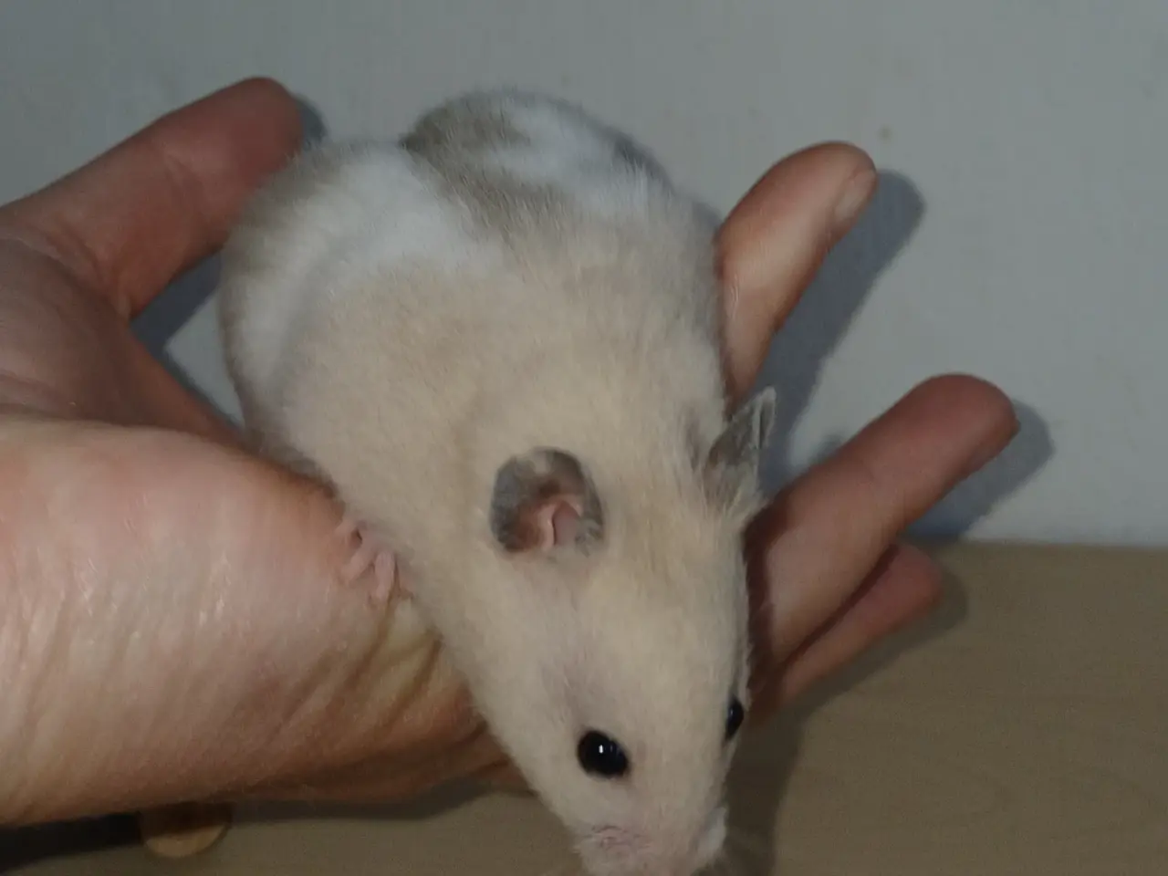 Billede 13 - Guldhamster unger