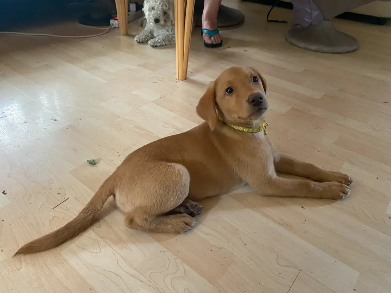 Billede 2 - Ægte Red FOX Labrador tæve