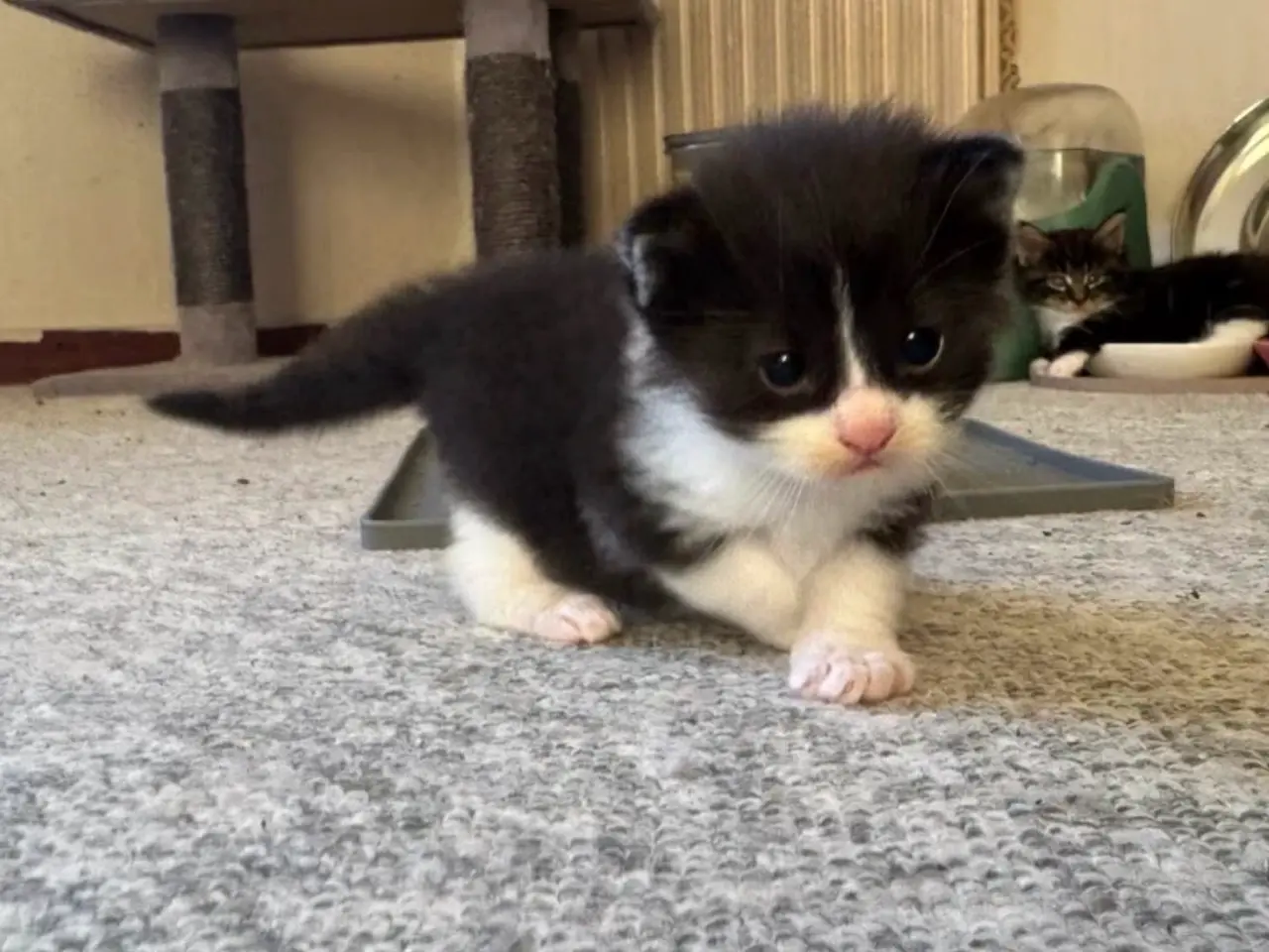 Billede 9 - 🖤Nuttet Maine Coon/Ragdoll hankilling🖤