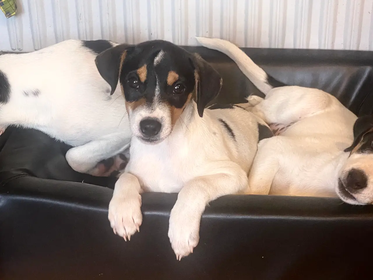 Billede 11 - Dansk-svensk gårdhund hvalper