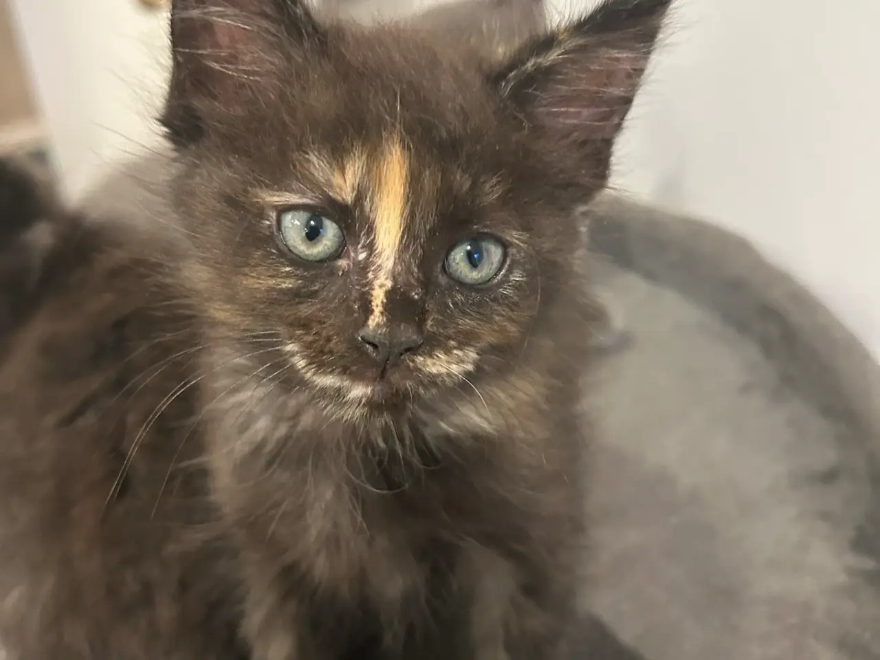 Billede 1 - Ragdoll/Maine Coon killing