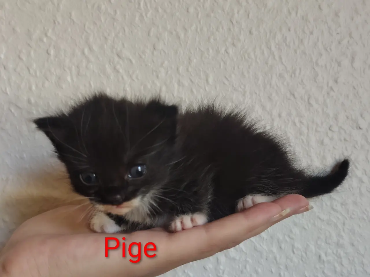 Billede 5 - 🌸Smukke killinger kan reserveres🌸