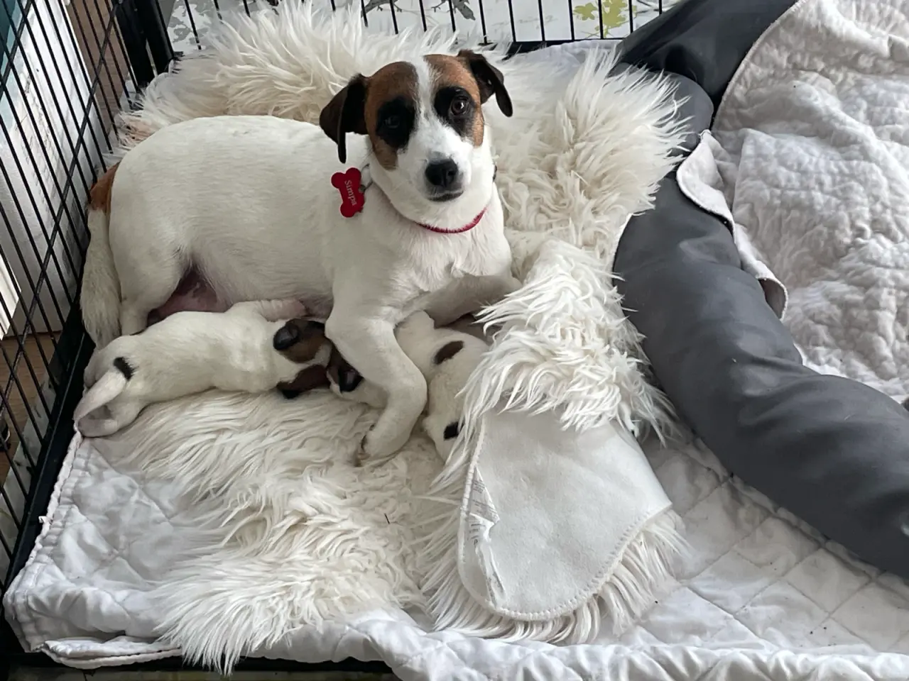 Billede 2 - Udstationering - Jack Russel