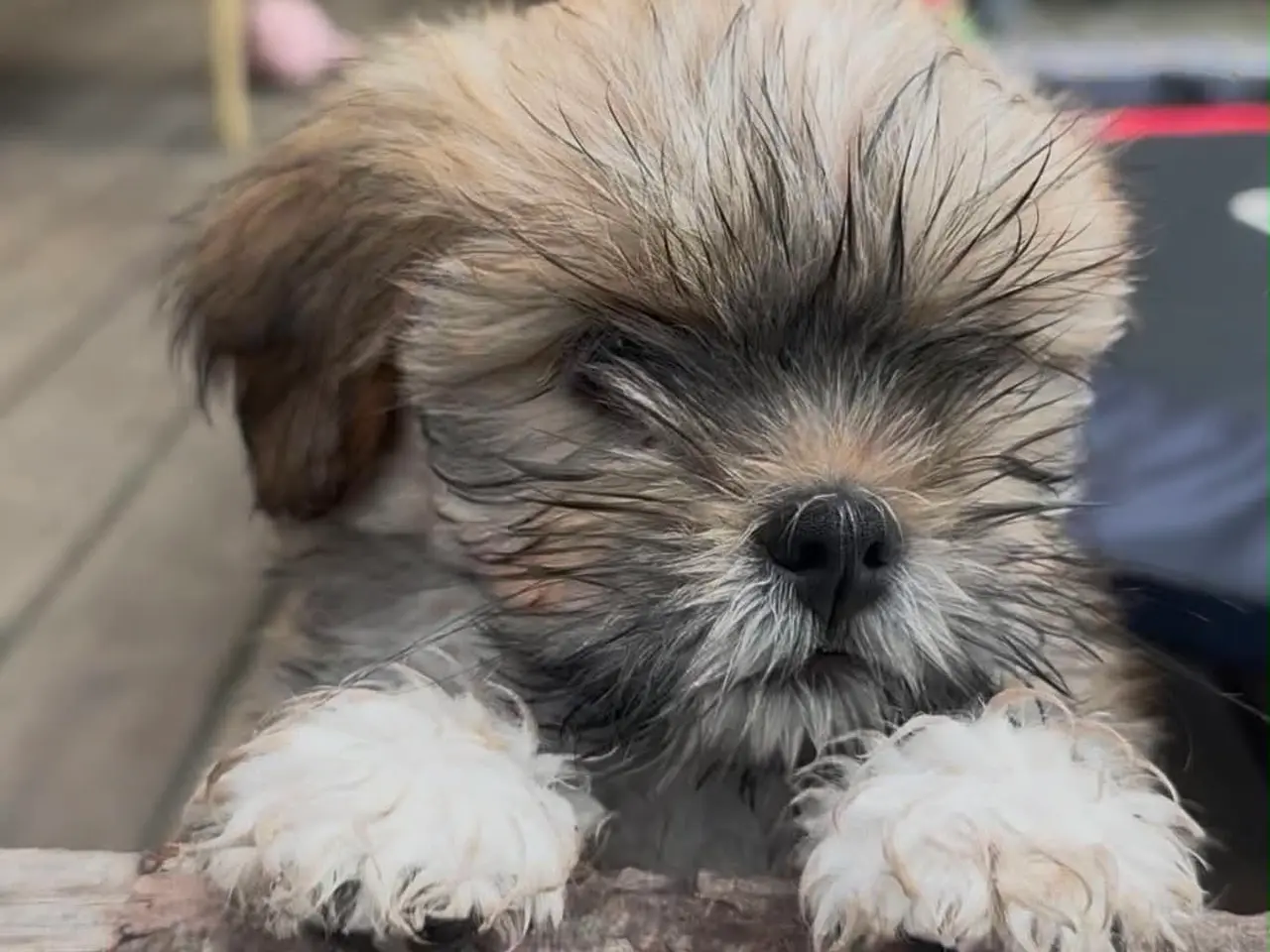 Billede 11 - Skønne Lhasa apso tæver med DKK stamtavle 
