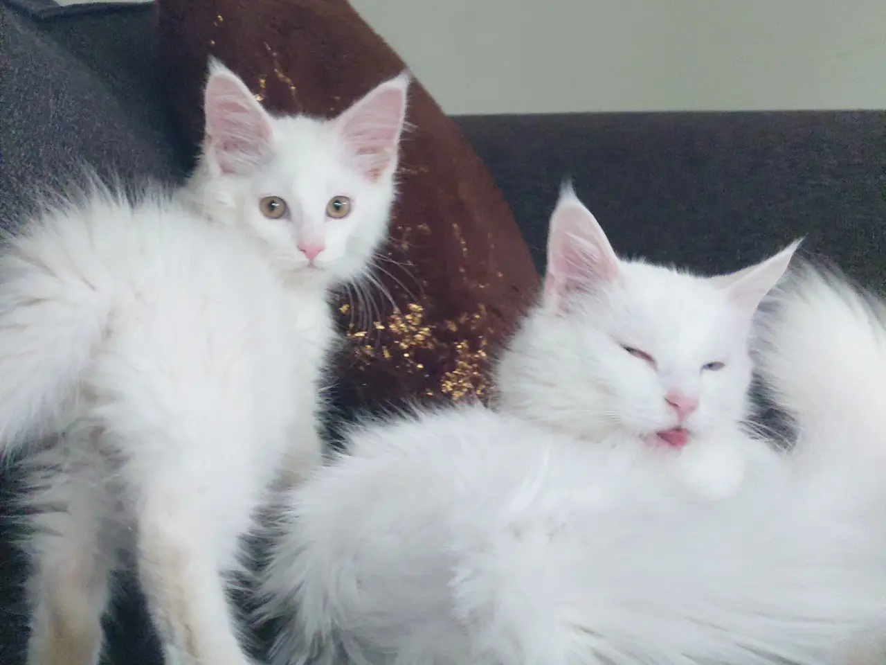 Billede 6 - Smukke Maine coon far med tavle
