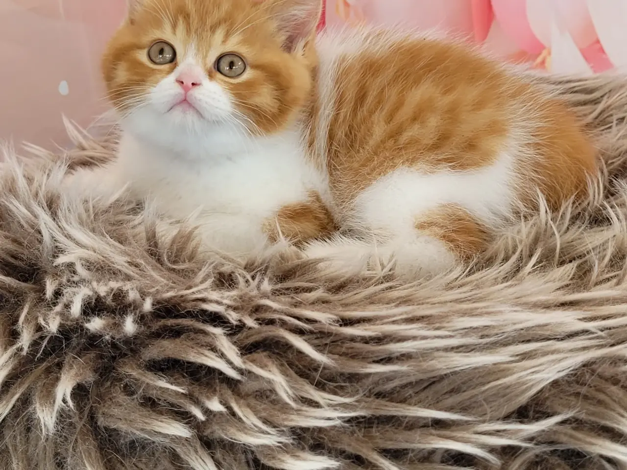 Billede 8 - British shorthair hankiling