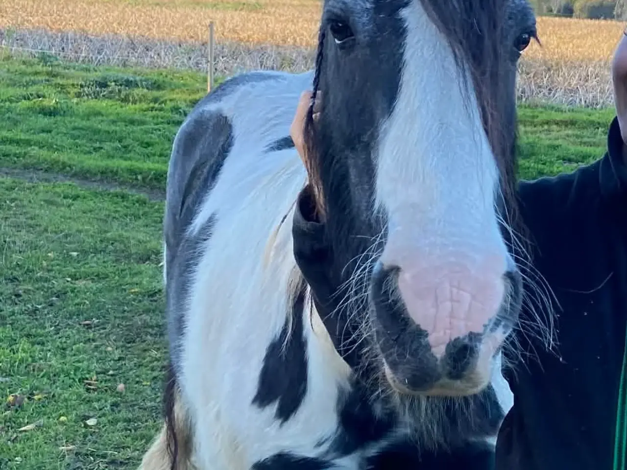 Billede 3 - Irish Cob/ Skovturs hest