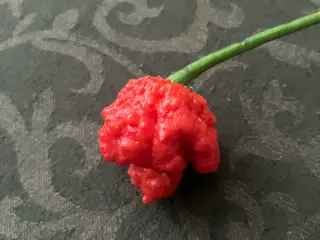 Dragons breath chili frø