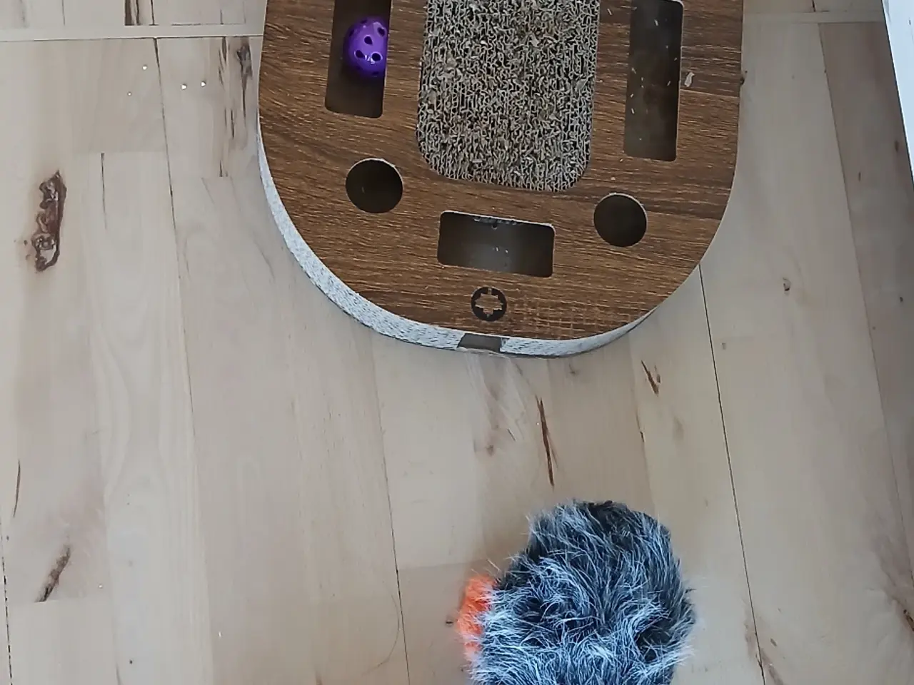 Billede 8 - Kærlig kat søger nyt hjem