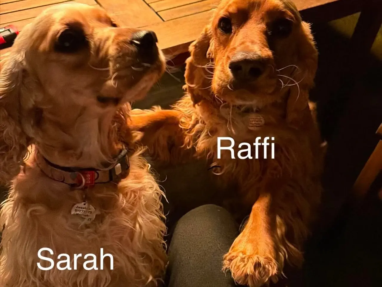 Billede 11 - Sarah og Raffi søger hjem sammen ❤️