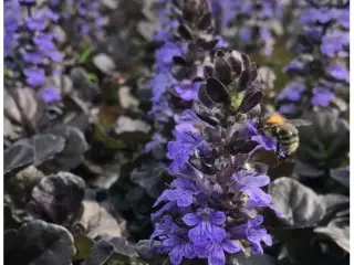 Flotte nemme Krybende Læbeløs