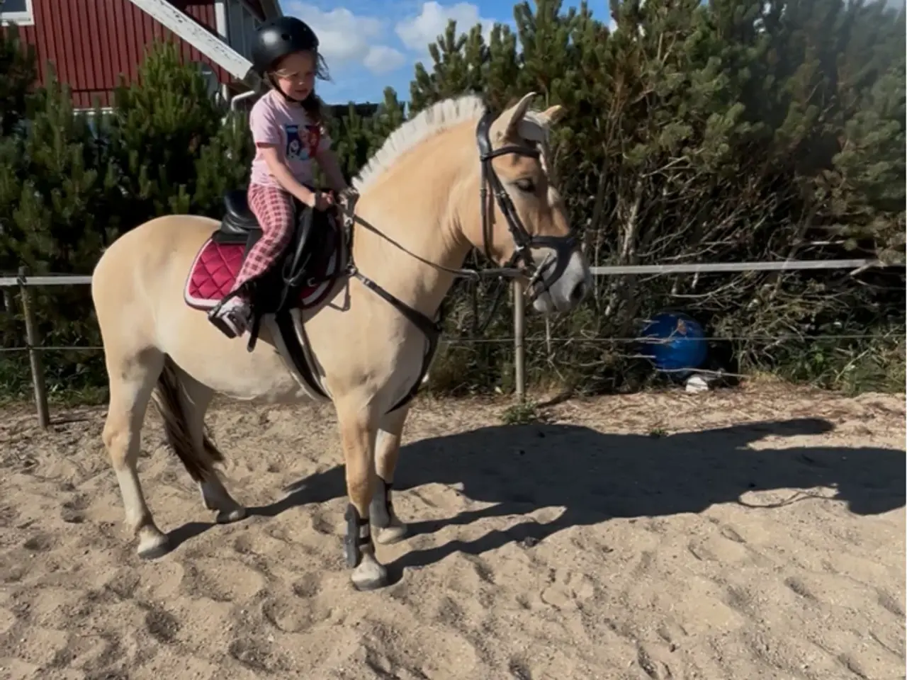 Billede 6 - Sødeste Hector søger nyt hjem 🌟