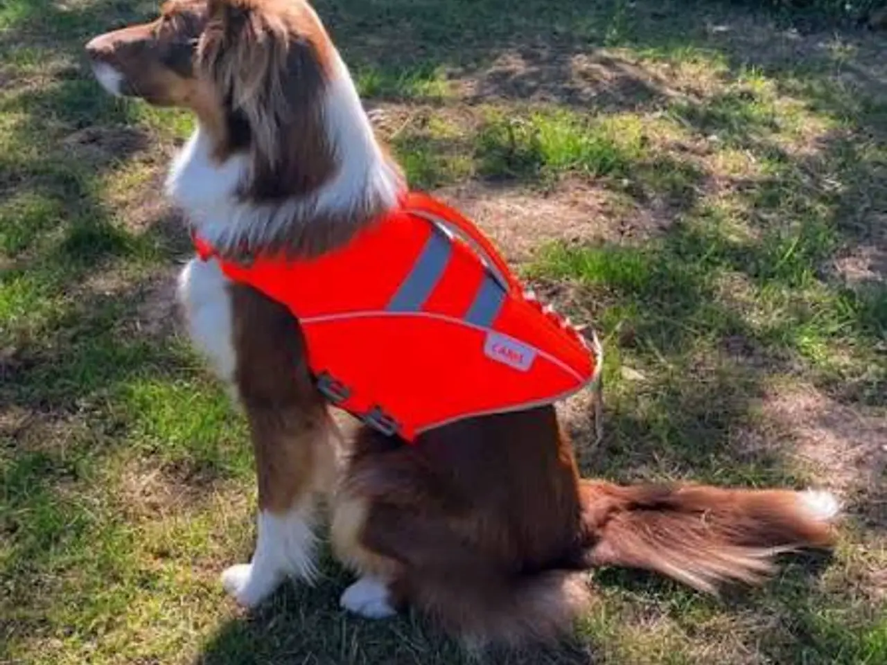 Billede 5 - Active Canis redningsvest til hund – str. XL (aldr