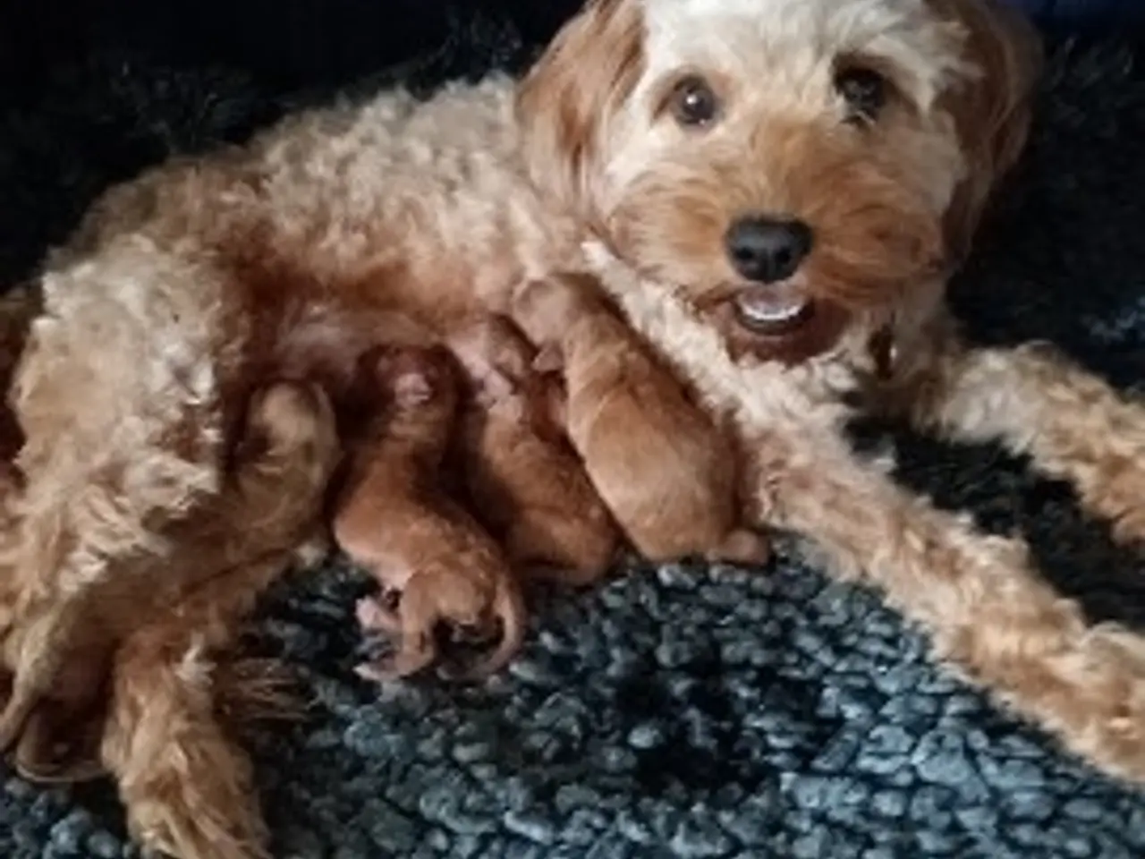Billede 1 - Cavapoo-hvalpe