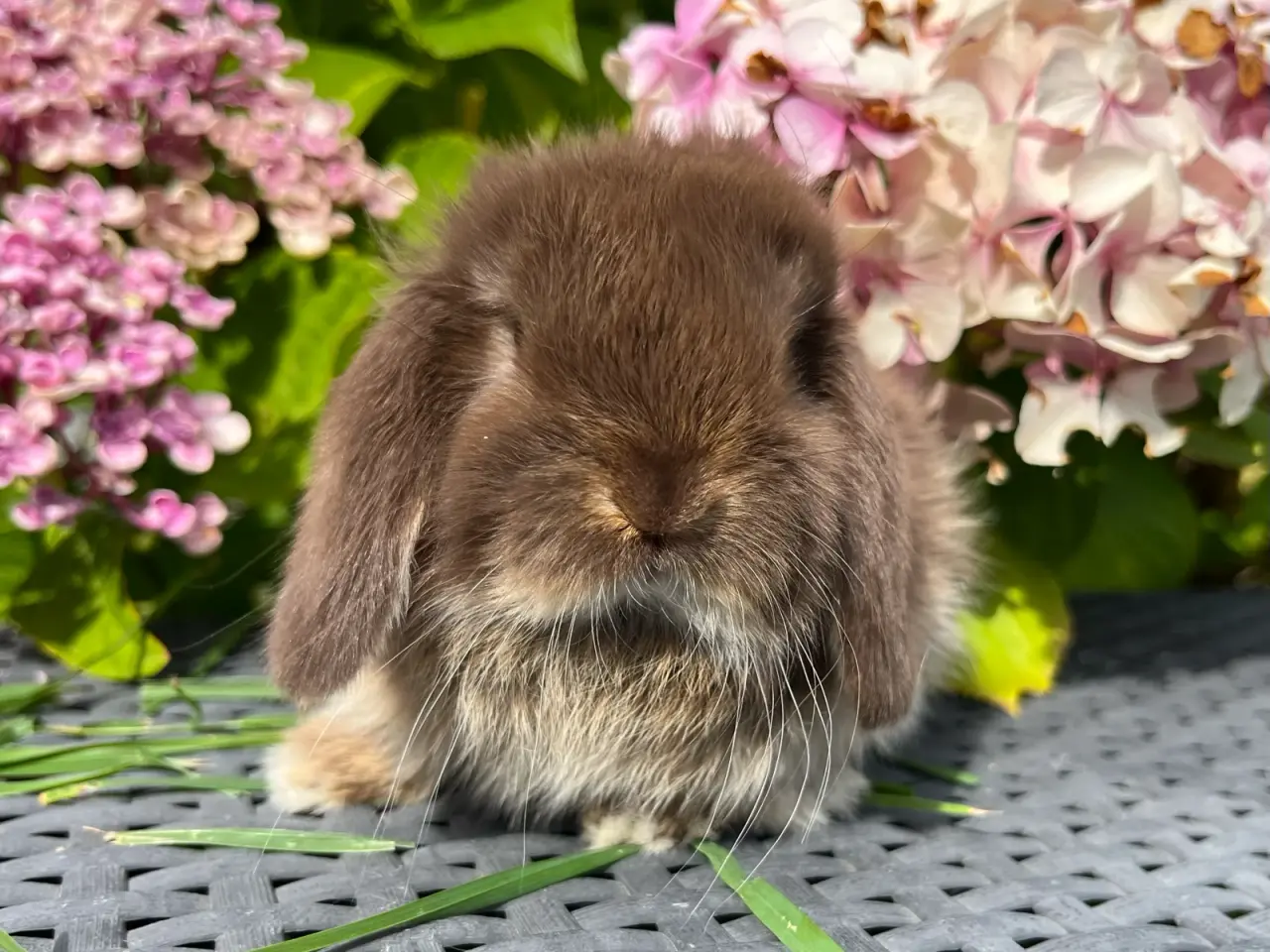 Billede 2 - Minilop unge 🐰