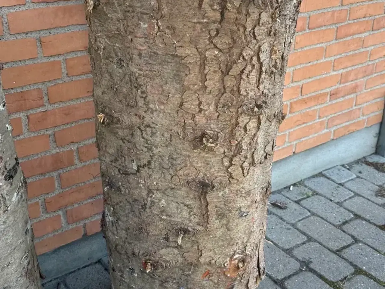 Billede 1 - Sømblok / Huggeblok / Træstub