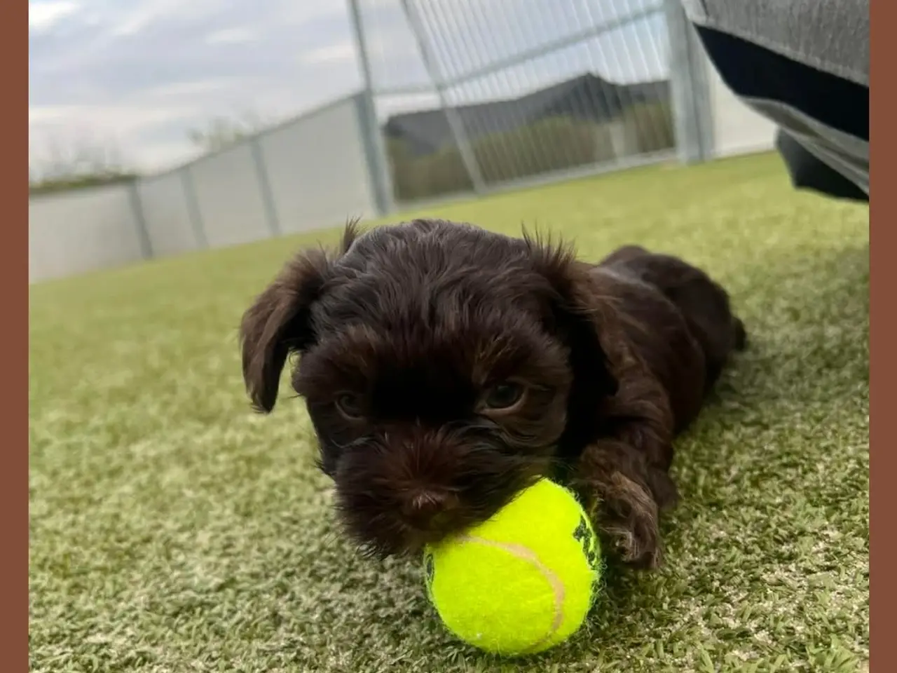 Billede 3 - Bichon havanais hvalpe