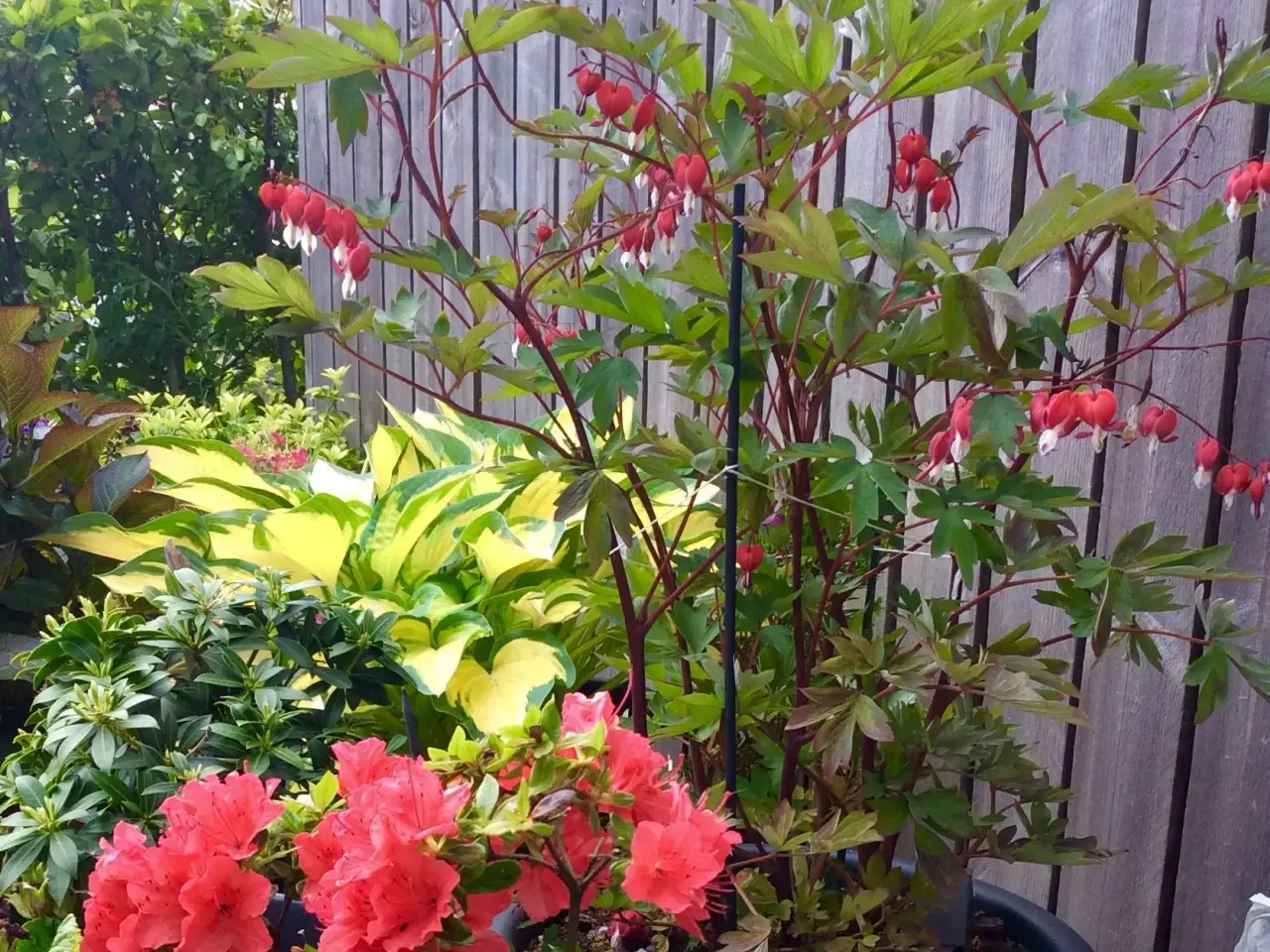Billede 3 - Hjerteblomst Staude.