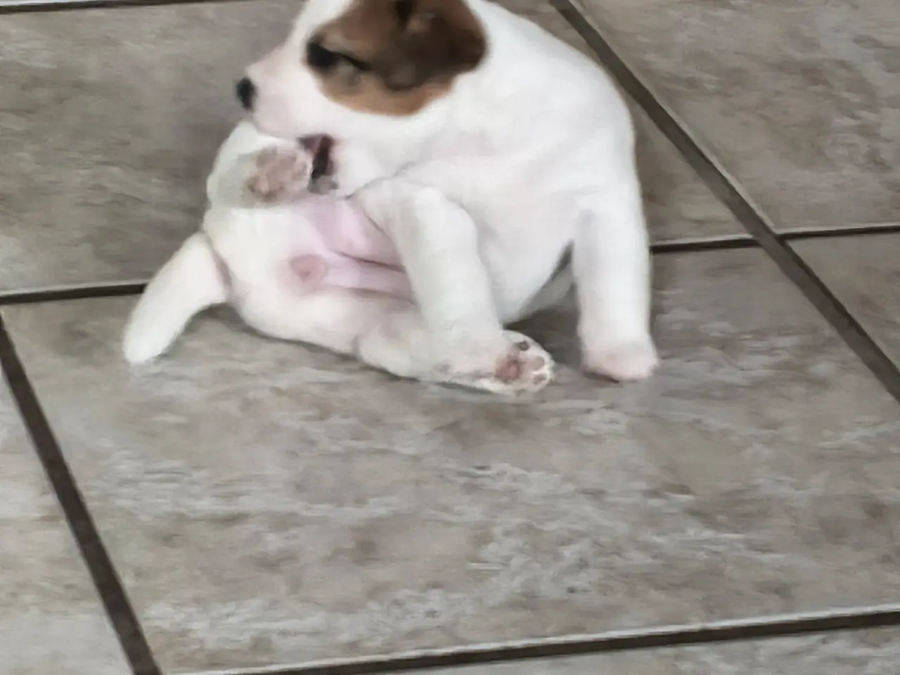Billede 6 - Jack Russell Terrier hvalpe