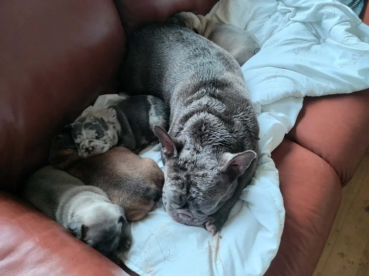Billede 3 - Fransk bulldog hvalpe