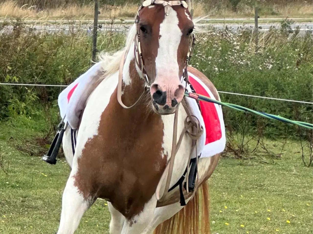Billede 6 - Smuk prinsesse pony sælges