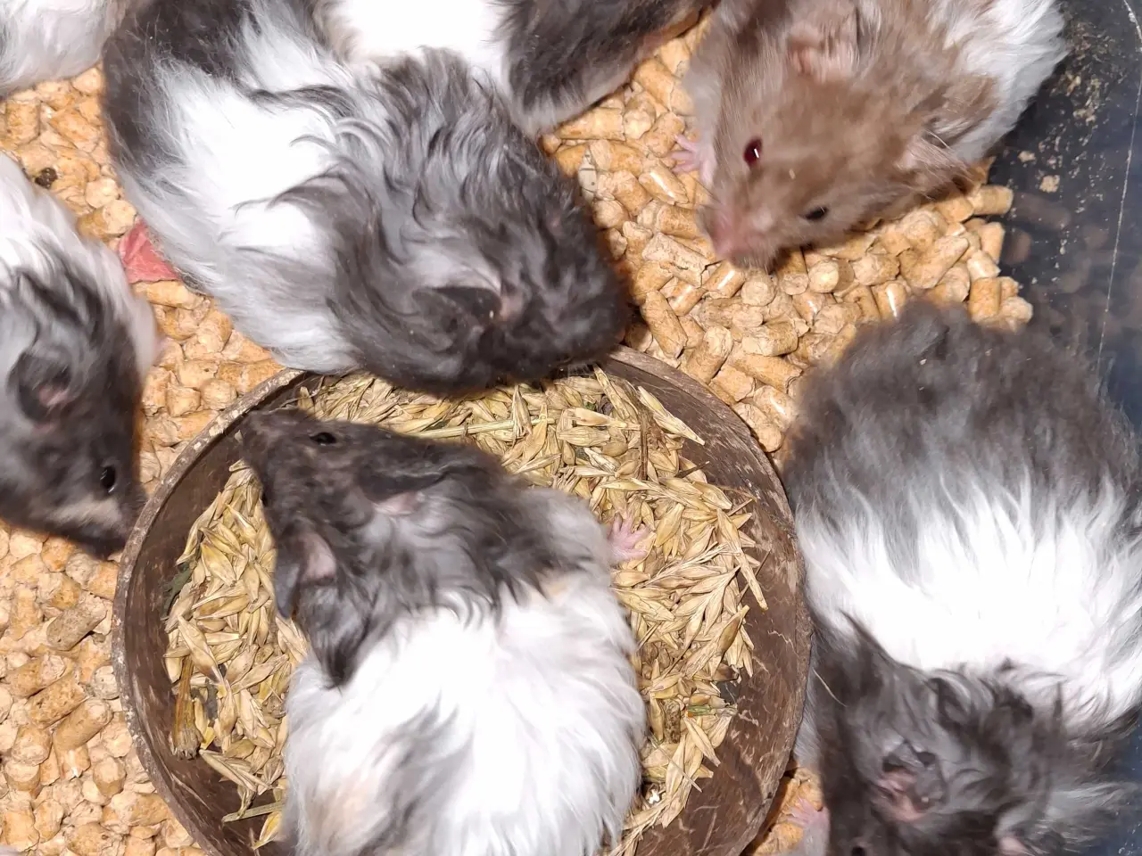 Billede 5 - hamster langhåret 